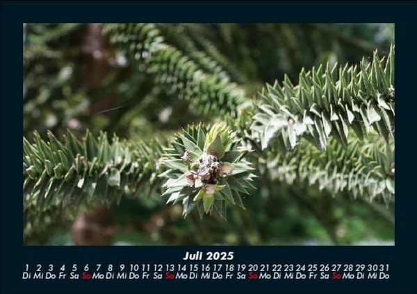 Produktbild: B&auml;ume 2025 Fotokalender DIN A5