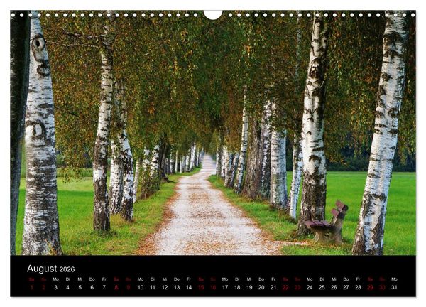 Produktbild: Der Waldspaziergang (Wandkalender 2026 DIN A3 quer), CALVENDO Monatskalender