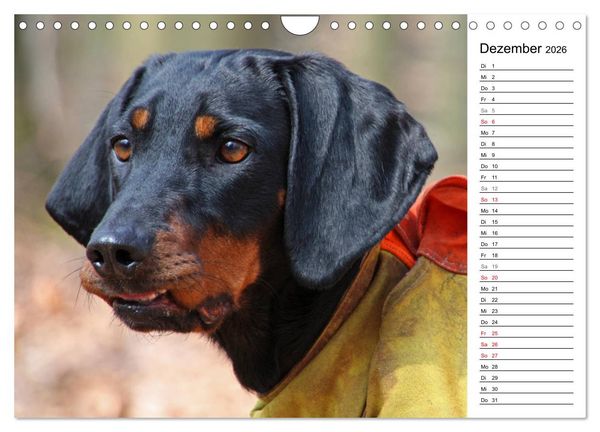 Produktbild: Der Brandlbracken-Terminplaner (Wandkalender 2026 DIN A4 quer), CALVENDO Monatskalender