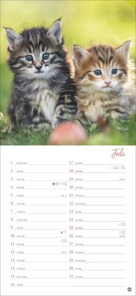 Produktbild: Katzen slim - Auf sanften Pfoten Kalender 2027