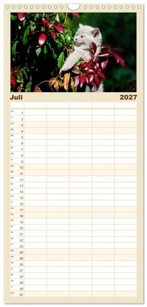 Produktbild: Familienplaner 2027 - Die Britisch Kurzhaar Katze mit 5 Spalten (Wandkalender, 21 x 45 cm) CALVENDO