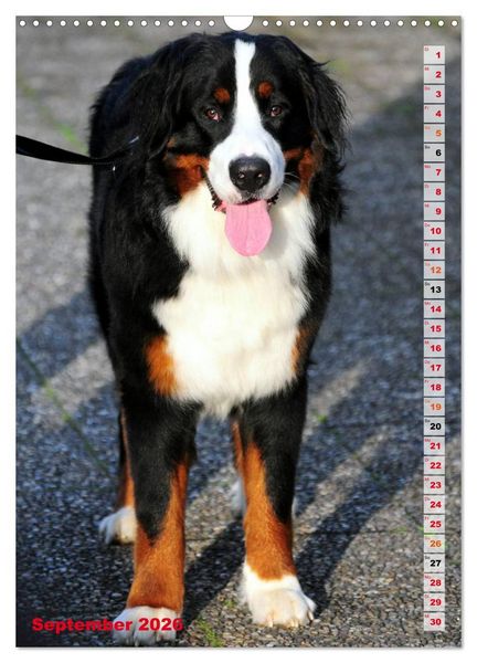 Produktbild: B&Auml;R - Der Berner Sennenhund (Wandkalender 2026 DIN A3 hoch), CALVENDO Monatskalender