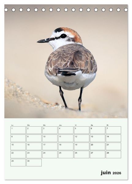 Produktbild: Voyage ornithologique (Calendrier de bureau 2026 DIN A5 horizontal), CALVENDO calendrier mensuel