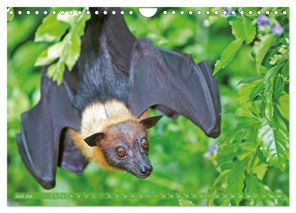 Produktbild: Flughunde: Vegetarische Drachenflieger (Wandkalender 2026 DIN A4 quer), CALVENDO Monatskalender