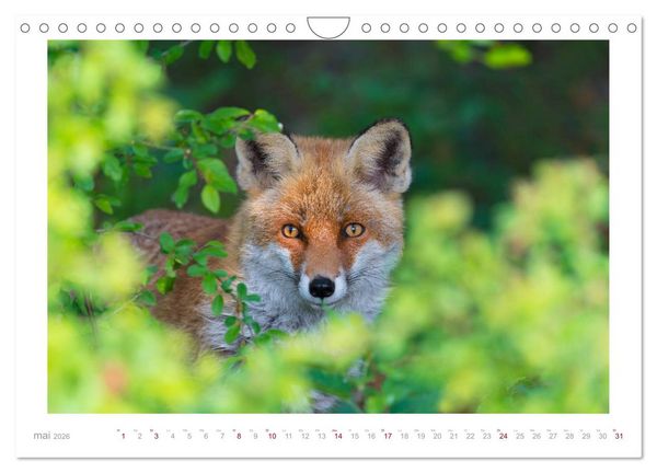 Produktbild: Un an avec le renard roux (Calendrier mural 2026 DIN A4 vertical), CALVENDO calendrier mensuel