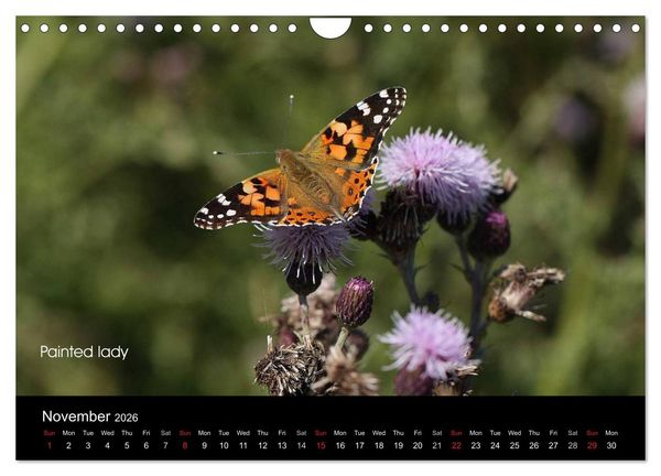 Produktbild: Beautiful British Butterflies (Wall Calendar 2026 DIN A4 landscape), CALVENDO 12 Month Wall Calendar