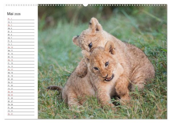 Produktbild: Emotionale Momente: L&ouml;wenbabys - so s&uuml;&szlig;. (hochwertiger Premium Wandkalender 2026 DIN A2 quer), Kunstdruck in Hochglanz