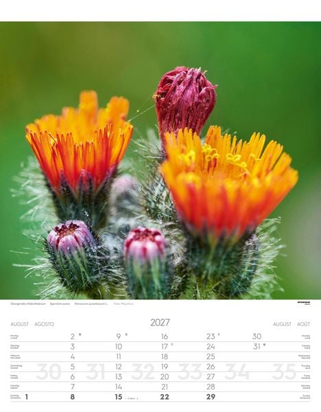 Produktbild: Alpenblumen Kalender 2027