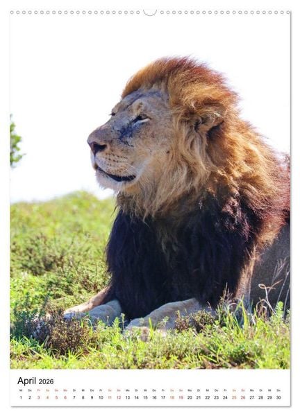 Produktbild: S&Uuml;DAFRIKA Wild-Tiere im Addo Elephant Park (hochwertiger Premium Wandkalender 2026 DIN A2 hoch), Kunstdruck in Hochglanz
