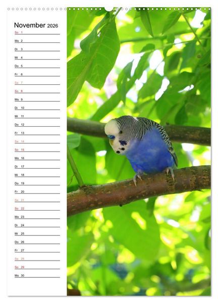 Produktbild: WELLENSITTICHE - S&uuml;&szlig;e Wellis (Wandkalender 2026 DIN A2 hoch), CALVENDO Monatskalender