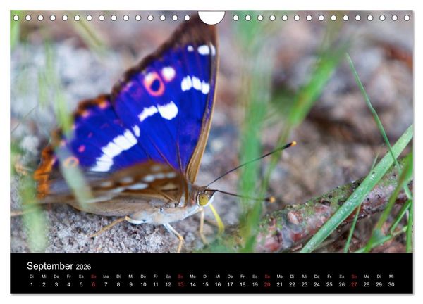 Produktbild: Heimische Schmetterlinge (Wandkalender 2026 DIN A4 quer), CALVENDO Monatskalender