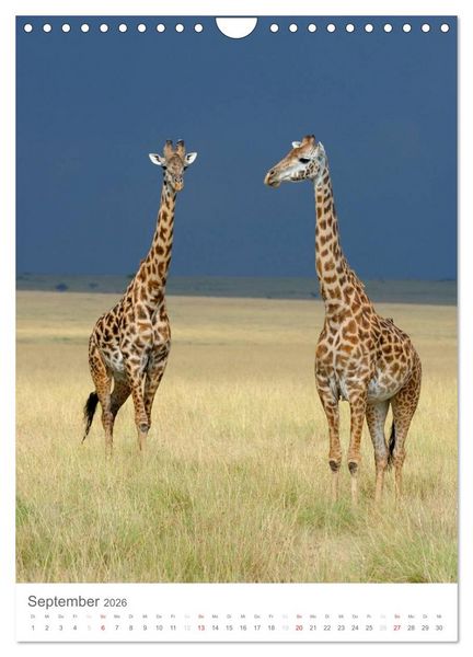 Produktbild: Magie des Augenblicks - Giraffen - Riesen der Savanne (Wandkalender 2026 DIN A4 hoch), CALVENDO Monatskalender