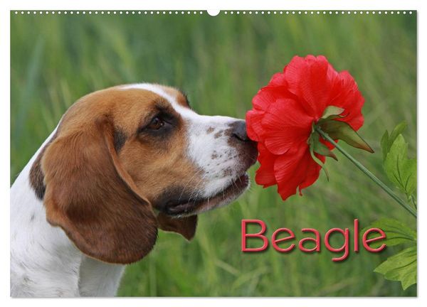 Produktbild: Beagle (Wandkalender 2026 DIN A2 quer), CALVENDO Monatskalender