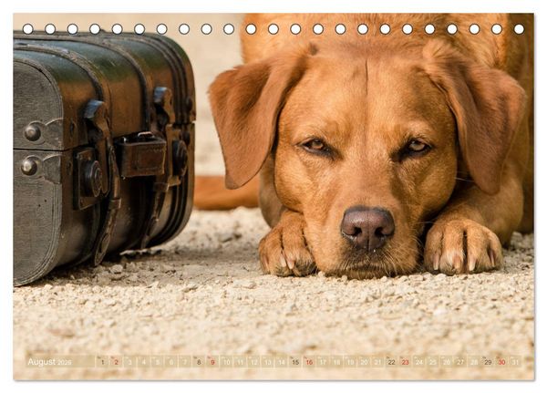 Produktbild: Faszination Labrador - gelb, foxred, schwarz (Tischkalender 2026 DIN A5 quer), CALVENDO Monatskalender