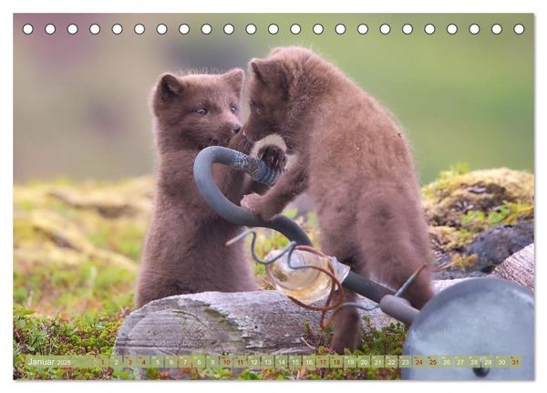 Produktbild: Polarfuchs-Welpen (Tischkalender 2026 DIN A5 quer), CALVENDO Monatskalender