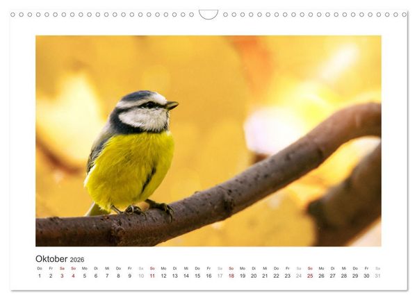 Produktbild: Gefiederte Garteng&auml;ste, Blaumeisen (Wandkalender 2026 DIN A3 quer), CALVENDO Monatskalender