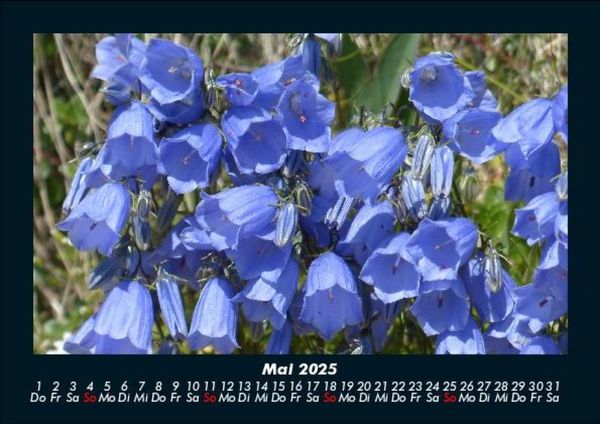 Produktbild: Blumenkalender 2025 Fotokalender DIN A5