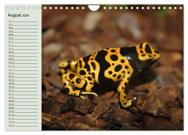 Produktbild: Poison dart frogs / UK-Version / Birthday Calendar (Wall Calendar 2026 DIN A4 landscape), CALVENDO 12 Month Wall Calendar