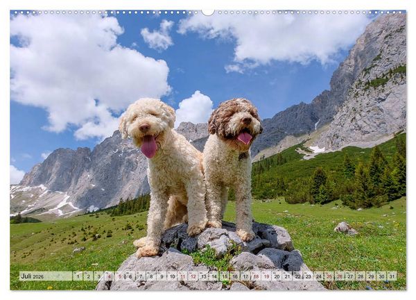 Produktbild: Lagotto Romagnolo in den Alpen 2026 (Wandkalender 2026 DIN A2 quer), CALVENDO Monatskalender