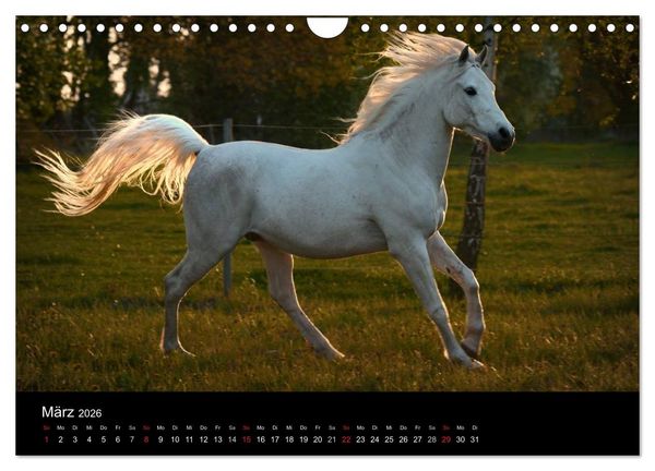Produktbild: Pferdekalender (Wandkalender 2026 DIN A4 quer), CALVENDO Monatskalender
