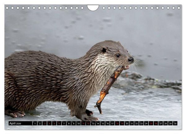 Produktbild: Fischotter, flinke J&auml;ger (Wandkalender 2026 DIN A4 quer), CALVENDO Monatskalender