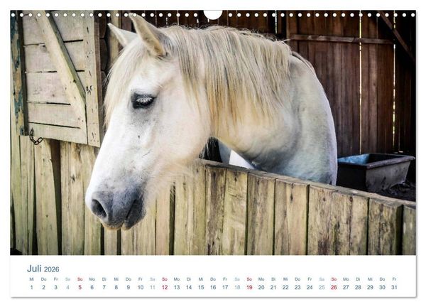 Produktbild: Tierisches Leben auf dem Bauernhof 2026 (Wandkalender 2026 DIN A3 quer), CALVENDO Monatskalender