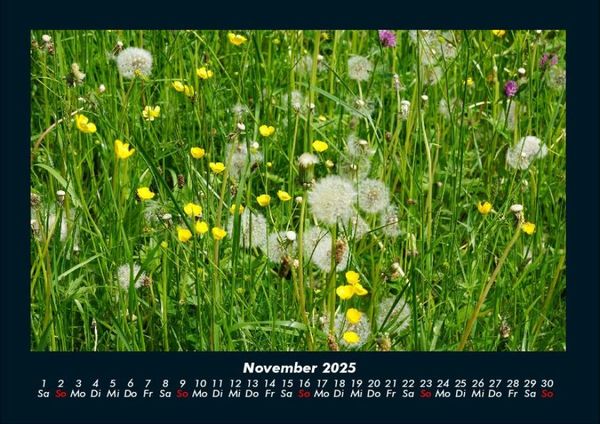 Produktbild: Blumenkalender 2025 Fotokalender DIN A4