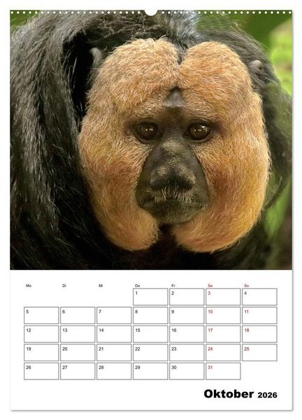 Produktbild: Augenblick der Affen 2026 (Wandkalender 2026 DIN A2 hoch), CALVENDO Monatskalender