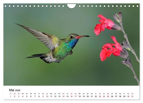 Produktbild: Kolibris - Juwelen der L&uuml;fte (Wandkalender 2026 DIN A4 quer), CALVENDO Monatskalender