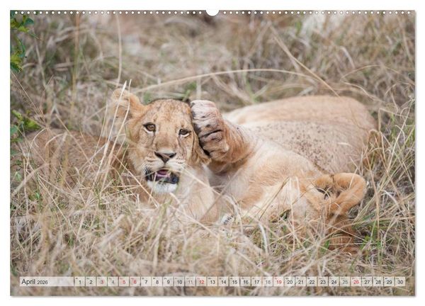 Produktbild: Emotionale Momente: Liebenswerte L&ouml;wenbabys (hochwertiger Premium Wandkalender 2026 DIN A2 quer), Kunstdruck in Hochglanz