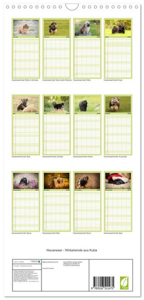 Produktbild: Familienplaner 2026 - Havaneser - Wirbelwinde aus Kuba mit 5 Spalten (Wandkalender, 21 x 45 cm) CALVENDO