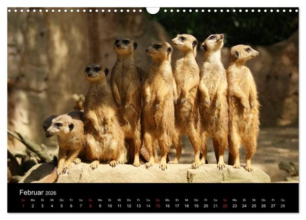 Produktbild: Erdm&auml;nnchen &ndash; Zusammen sind wir stark (Wandkalender 2026 DIN A3 quer), CALVENDO Monatskalender