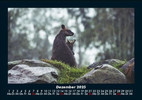 Produktbild: Welt der Tiere 2025 Fotokalender DIN A5