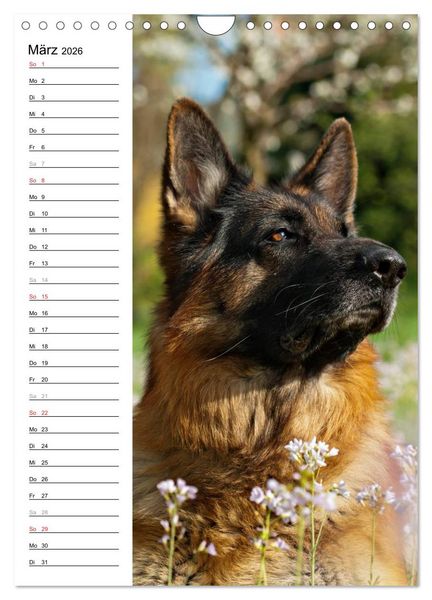 Produktbild: Deutscher Sch&auml;ferhund - unser bester Freund (Wandkalender 2026 DIN A4 hoch), CALVENDO Monatskalender