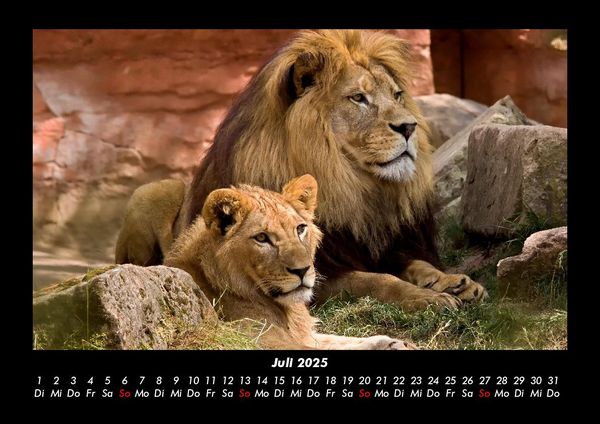 Produktbild: L&ouml;wen in der Wildnis 2025 Fotokalender DIN A3