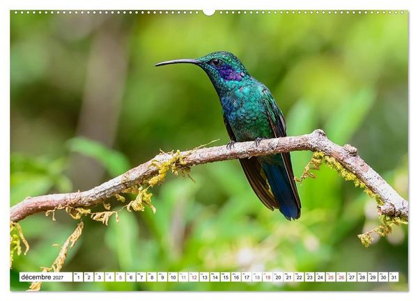 Produktbild: Colibris - pierres pr&eacute;cieuses volantes (Calendrier mural haut de gamme 2027 DIN A2 vertical), CALVENDO calendrier mensuel