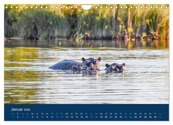 Produktbild: Nilpferde, Kolosse in Afrika (Wandkalender 2026 DIN A4 quer), CALVENDO Monatskalender