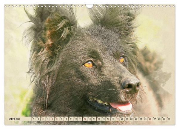 Produktbild: Altdeutsche H&uuml;tehunde 2026 (Wandkalender 2026 DIN A3 quer), CALVENDO Monatskalender