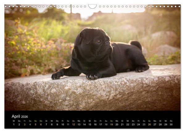 Produktbild: Diesel, der schwarze Mops (Wandkalender 2026 DIN A3 quer), CALVENDO Monatskalender