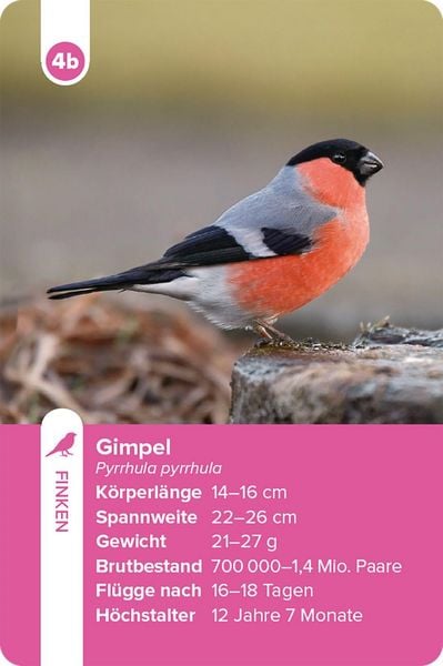 Produktbild: Einheimische Vogelarten &ndash; das Quartett-Spiel