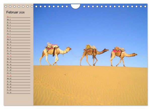 Produktbild: Kamele. Dromedar und Trampeltier (Wandkalender 2026 DIN A4 quer), CALVENDO Monatskalender