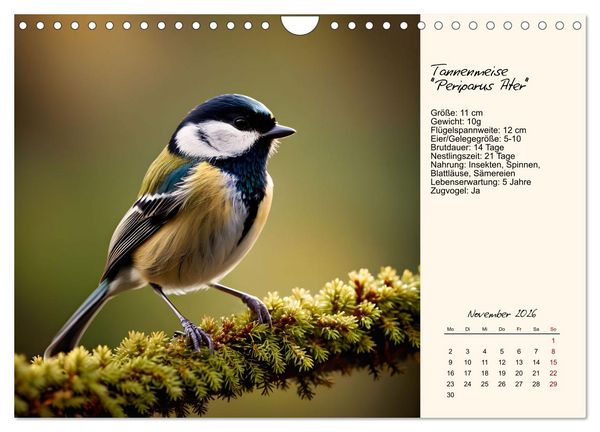 Produktbild: Meisen richtig erkennen (Wandkalender 2026 DIN A4 quer), CALVENDO Monatskalender