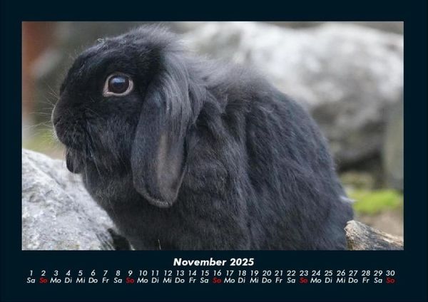 Produktbild: Haustierkalender 2025 Fotokalender DIN A4