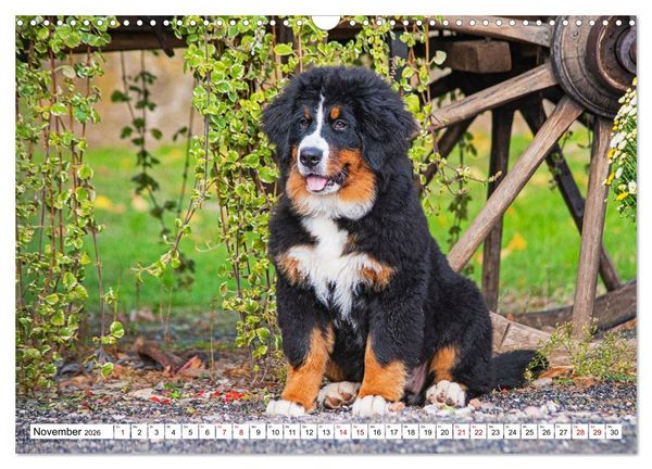 Produktbild: Berner Sennenhunde - Freunde f&uuml;r ein ganzes Leben (Wandkalender 2026 DIN A3 quer), CALVENDO Monatskalender
