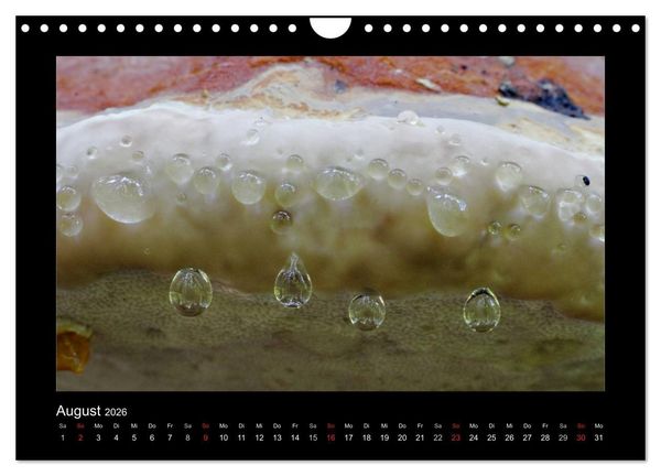 Produktbild: Pilze (Wandkalender 2026 DIN A4 quer), CALVENDO Monatskalender