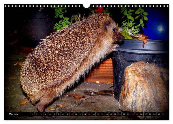 Produktbild: Meine Igel (Wandkalender 2026 DIN A3 quer), CALVENDO Monatskalender