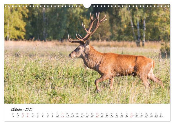 Produktbild: Rotwild - im Naturparadies der Mecklenburgischen Seenplatte (Wandkalender 2026 DIN A3 quer), CALVENDO Monatskalender