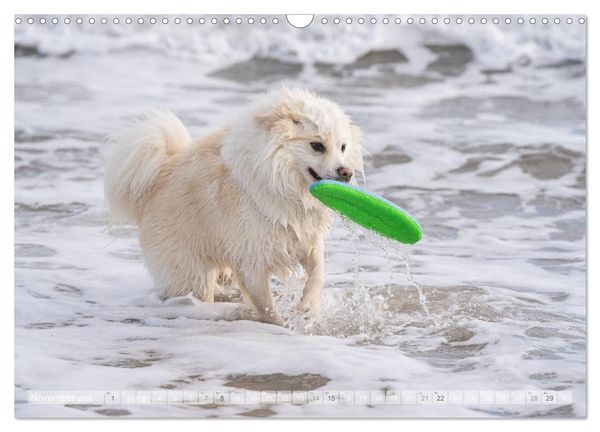 Produktbild: Mit Hunden an den Str&auml;nden von Nord- und Ostsee (Wandkalender 2026 DIN A3 quer), CALVENDO Monatskalender