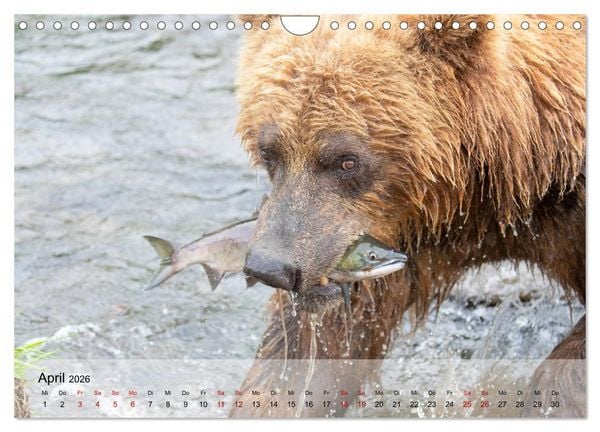 Produktbild: Aug in Aug mit den Braunb&auml;ren in Kamtschatka (Wandkalender 2026 DIN A4 quer), CALVENDO Monatskalender