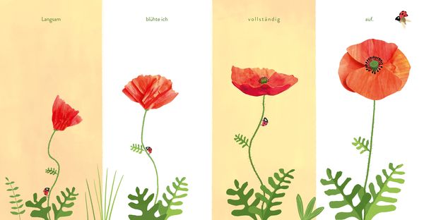 Produktbild: Kleine Blume, gro&szlig;e Welt